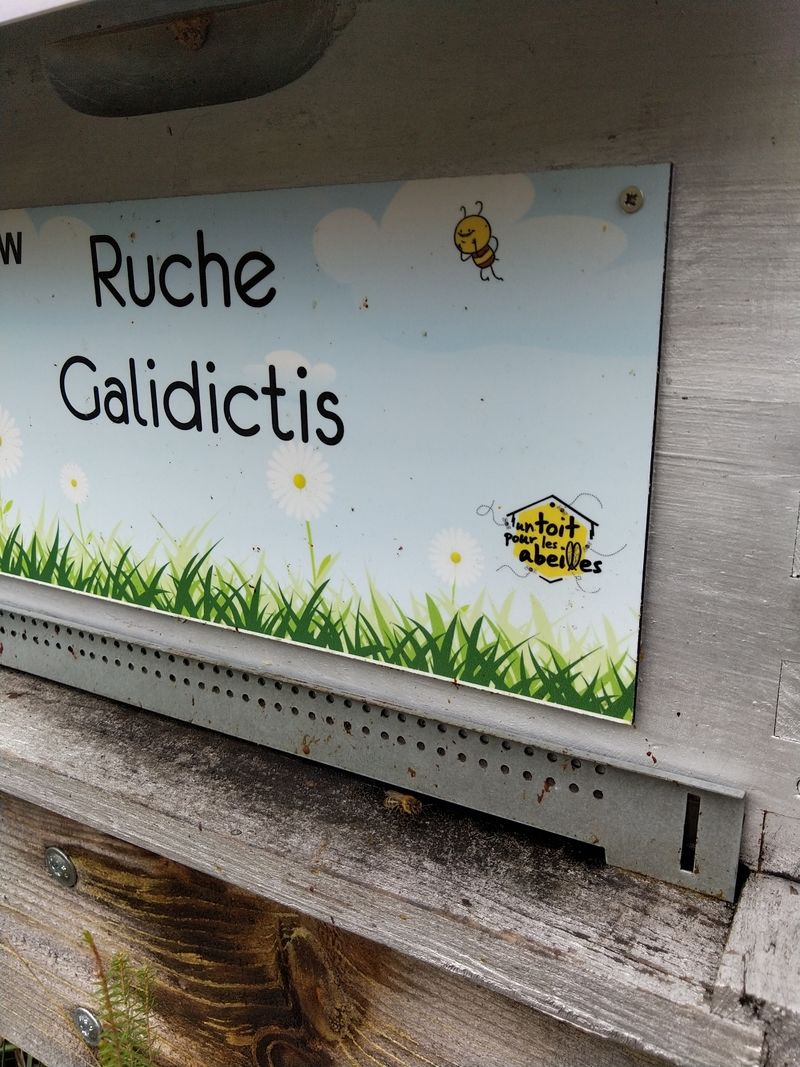 La ruche Galidictis