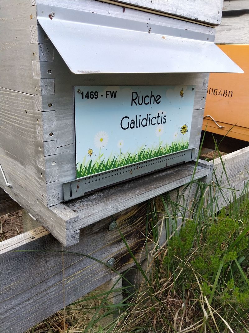 La ruche Galidictis