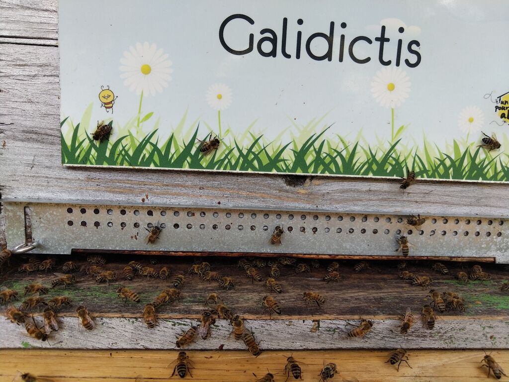 La ruche Galidictis