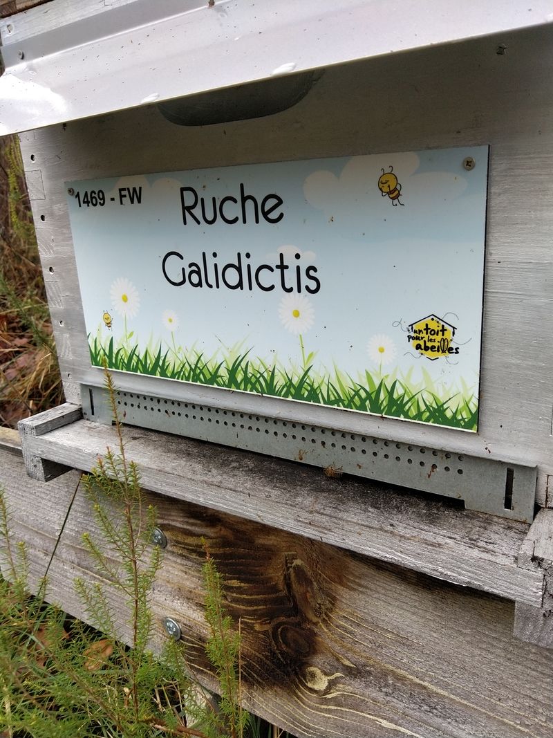 La ruche Galidictis