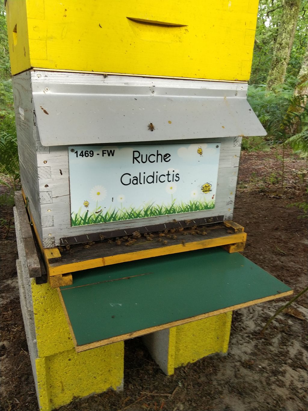 La ruche Galidictis