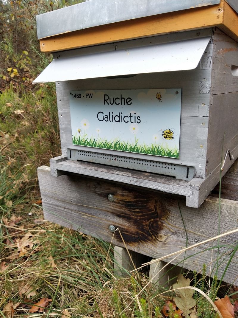 La ruche Galidictis