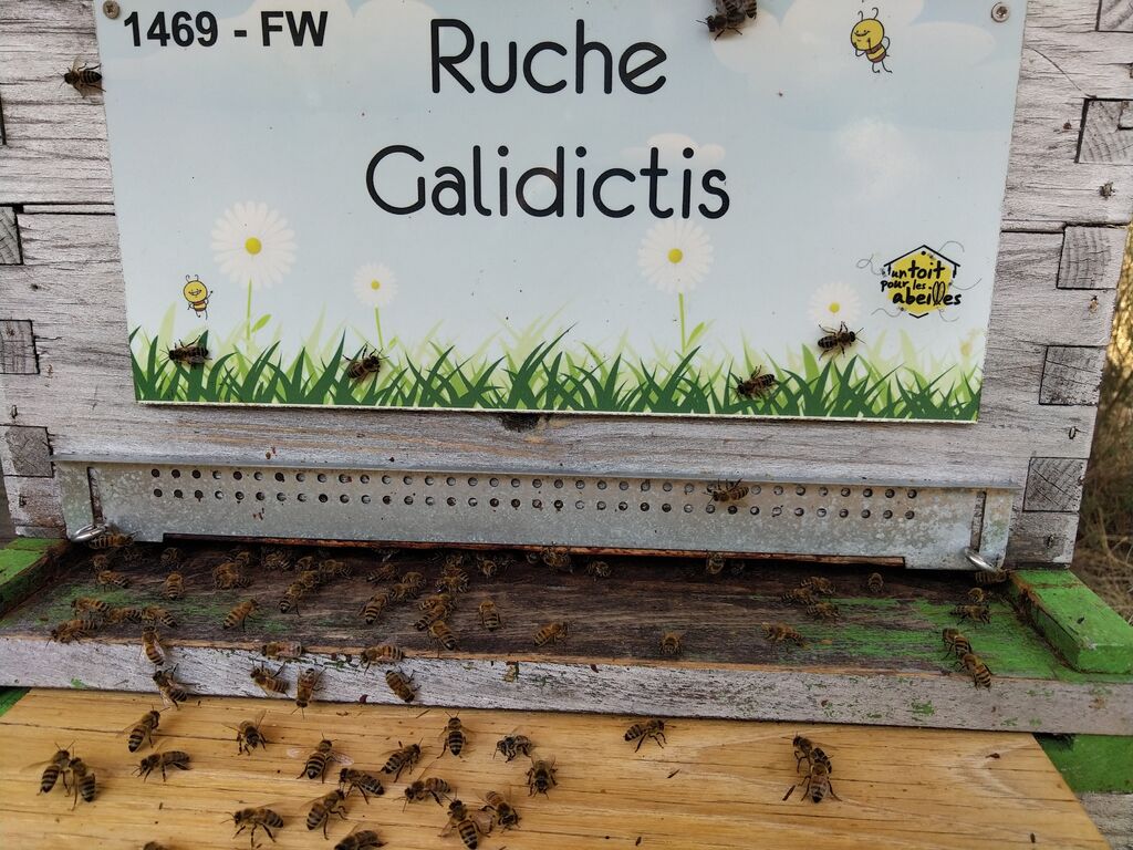 La ruche Galidictis