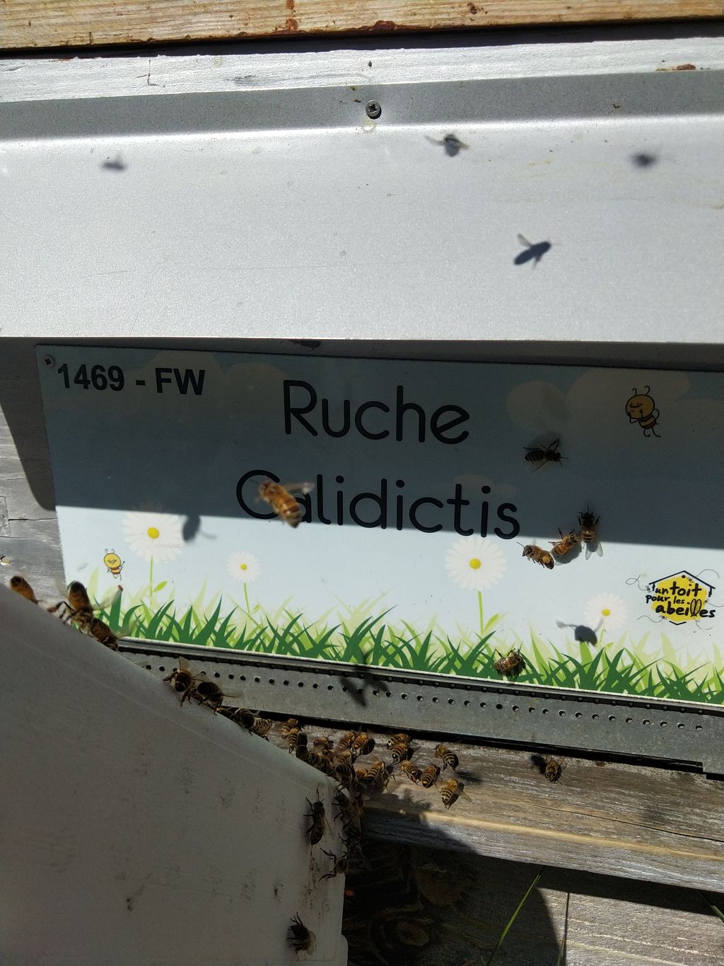 La ruche Galidictis