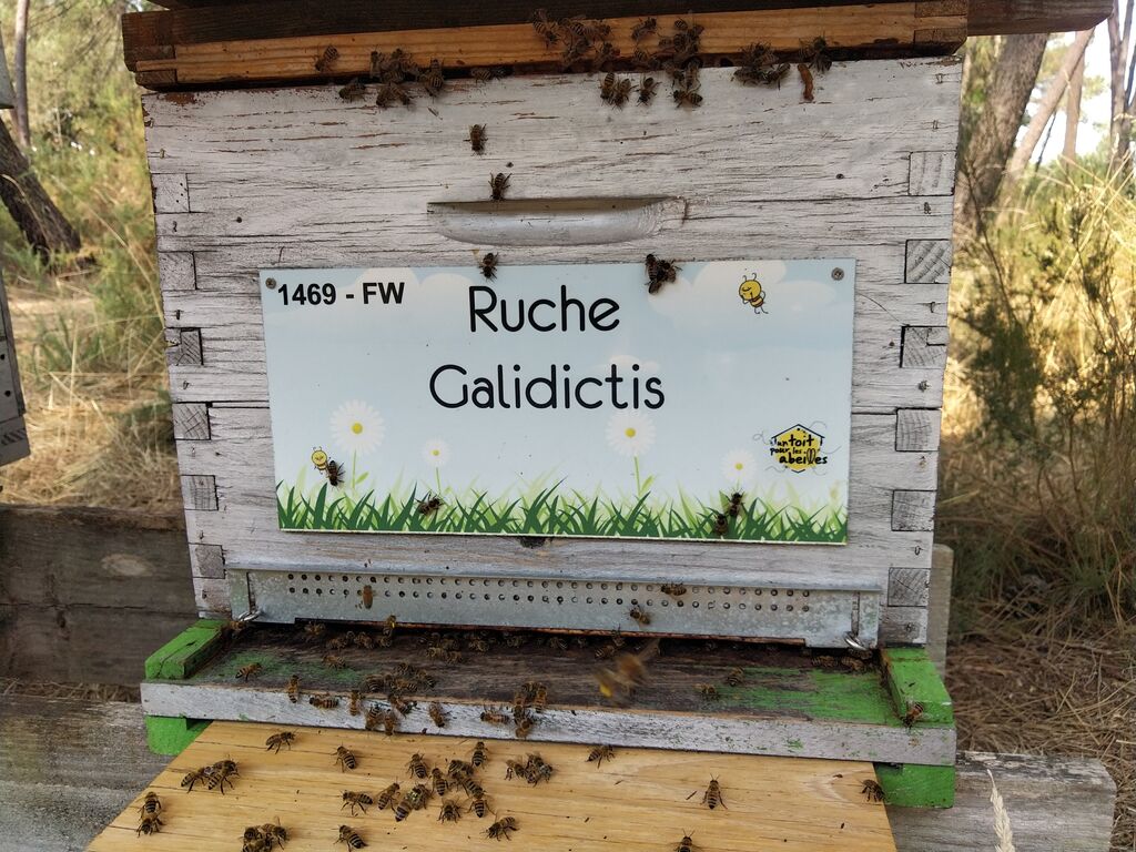 La ruche Galidictis