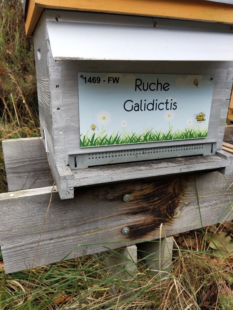 La ruche Galidictis