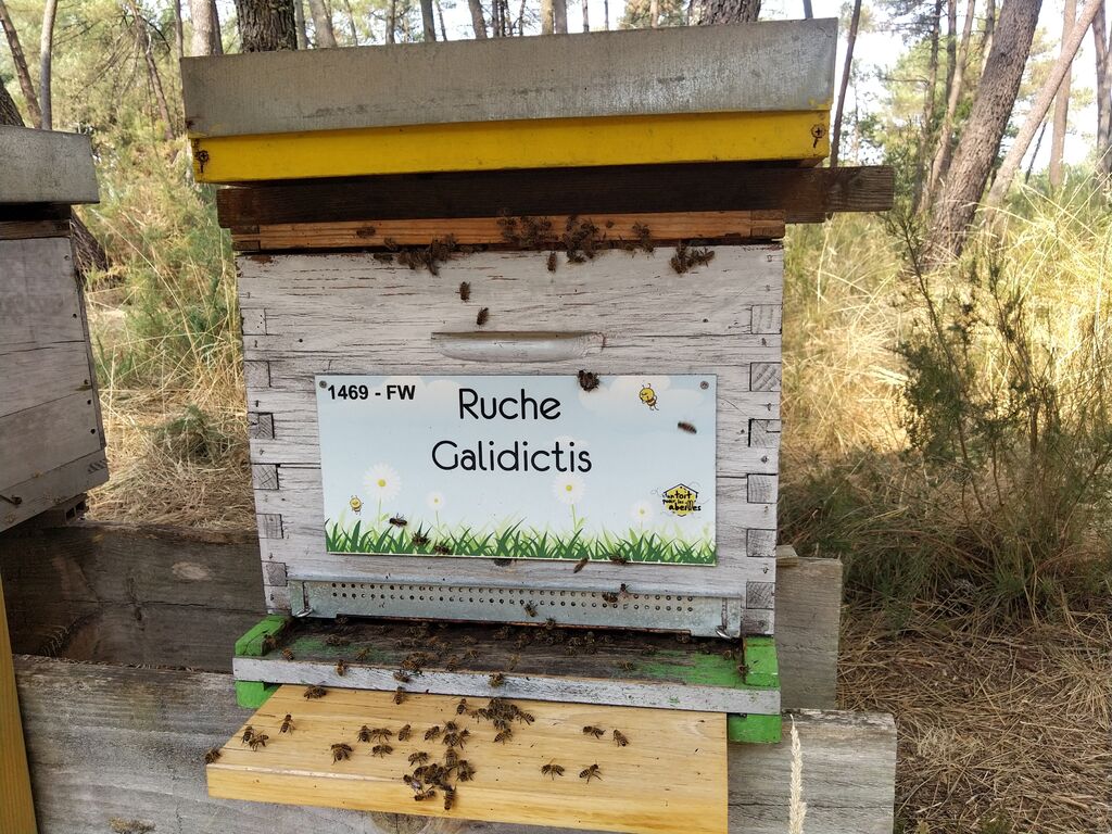 La ruche Galidictis