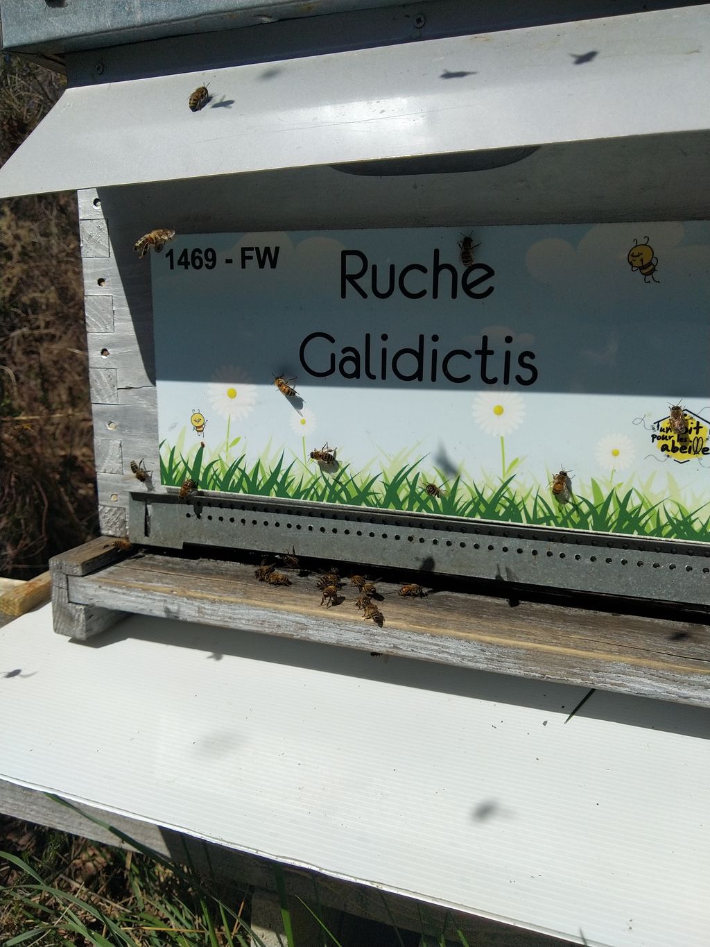 La ruche Galidictis