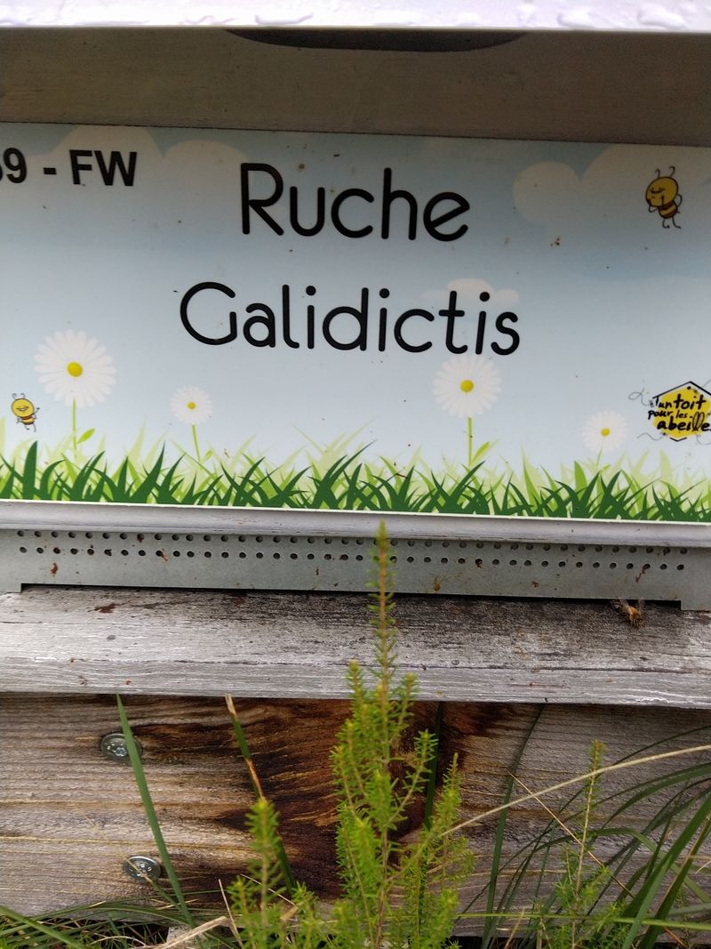 La ruche Galidictis