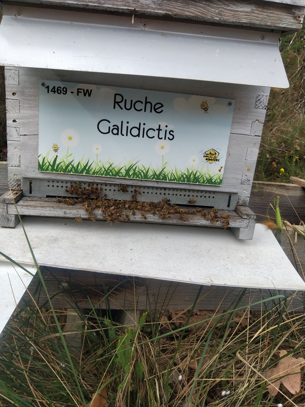 La ruche Galidictis
