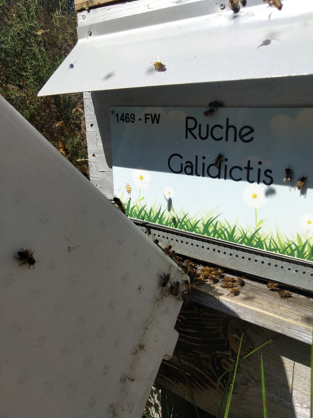 La ruche Galidictis