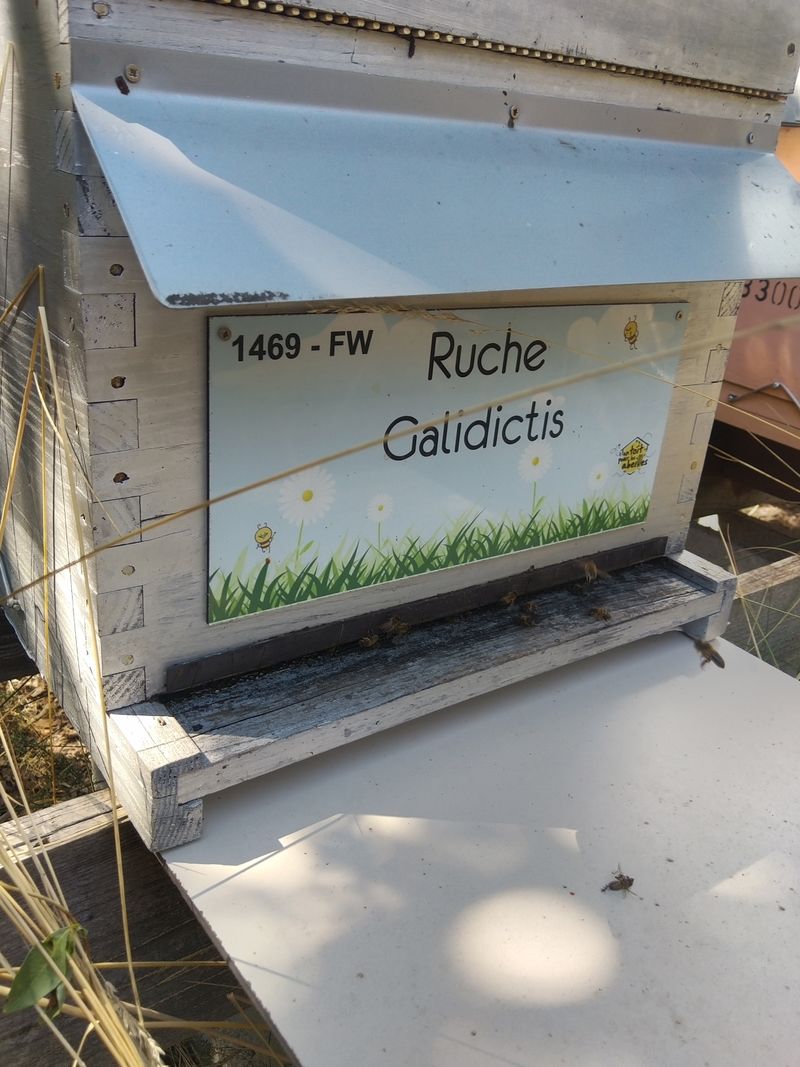 La ruche Galidictis