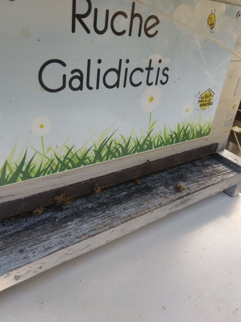 La ruche Galidictis