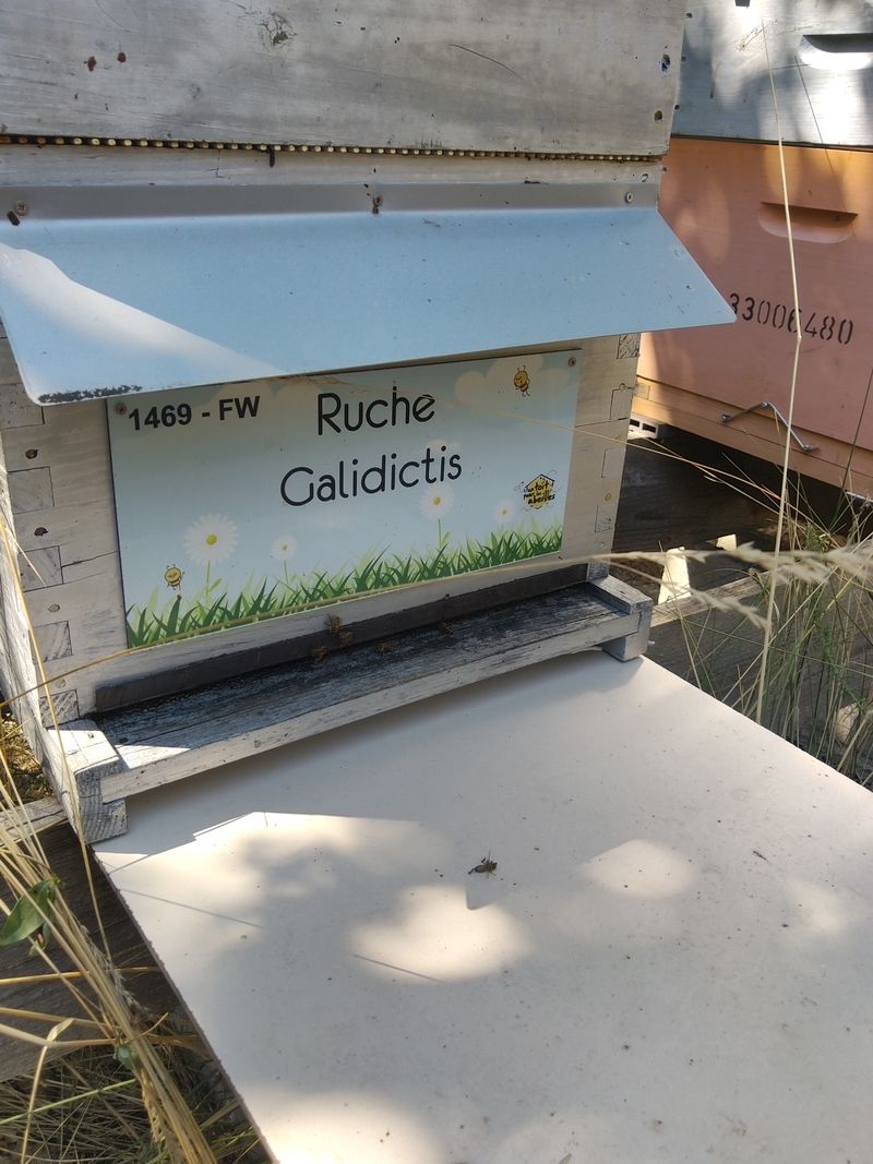 La ruche Galidictis