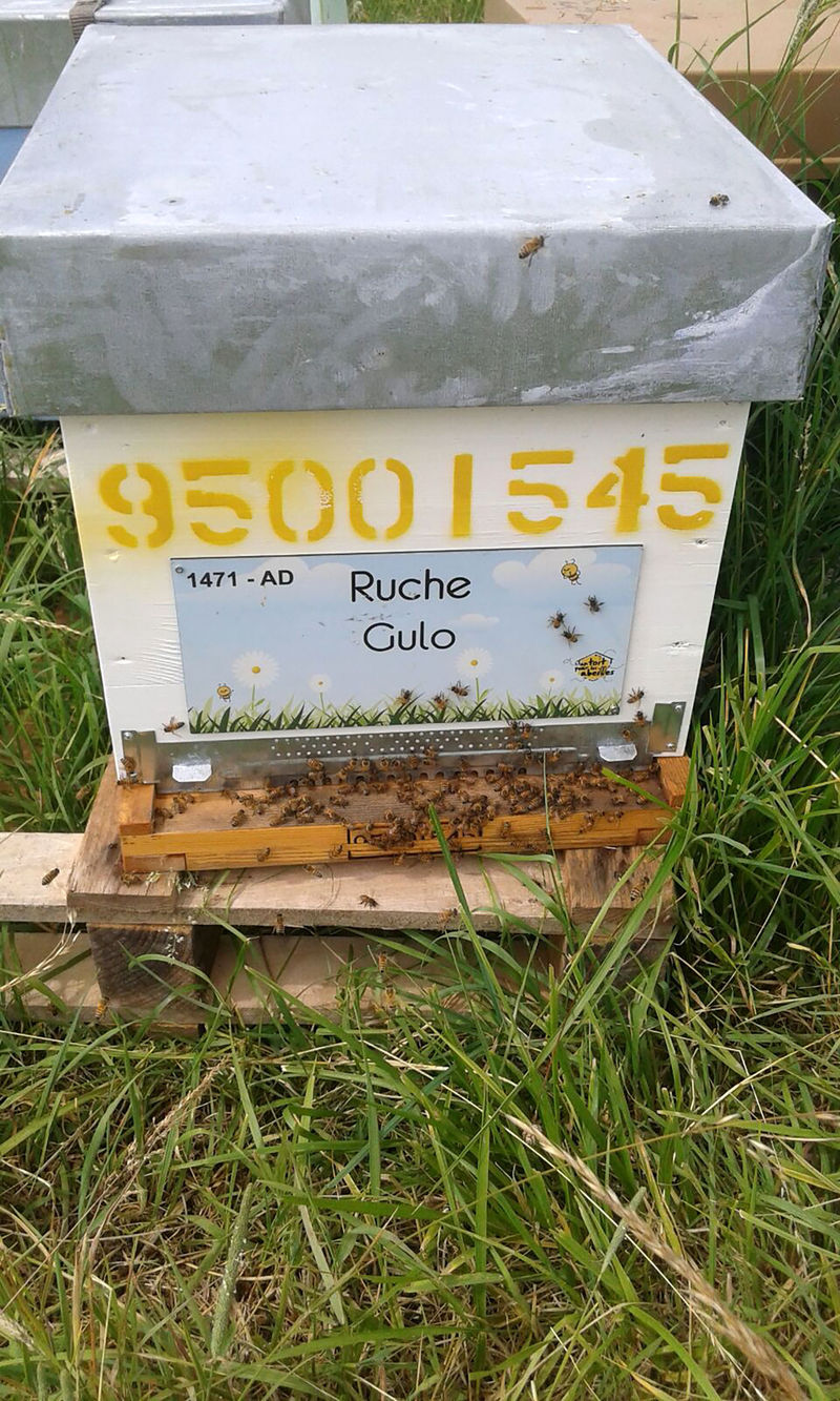 La ruche Gulo