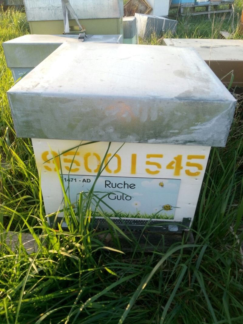 La ruche Gulo