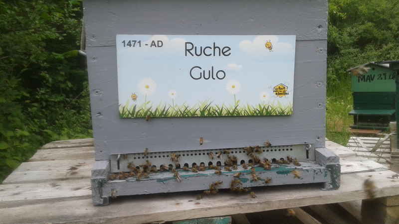 La ruche Gulo