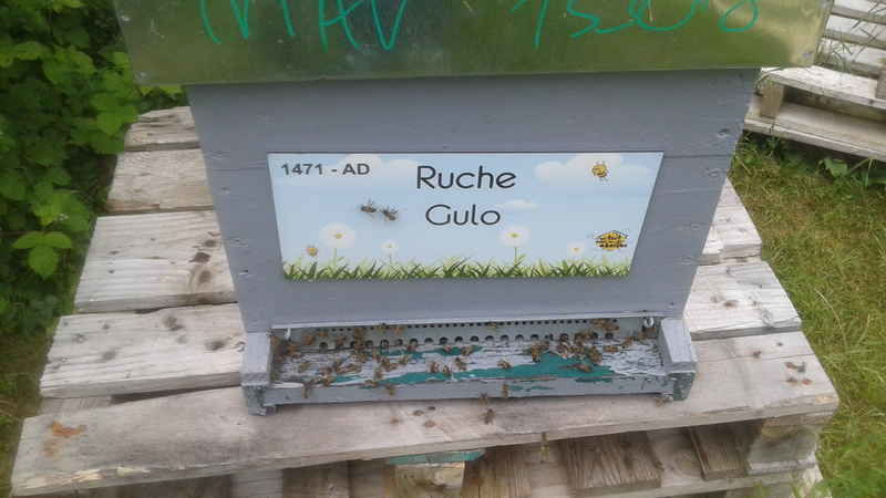 La ruche Gulo