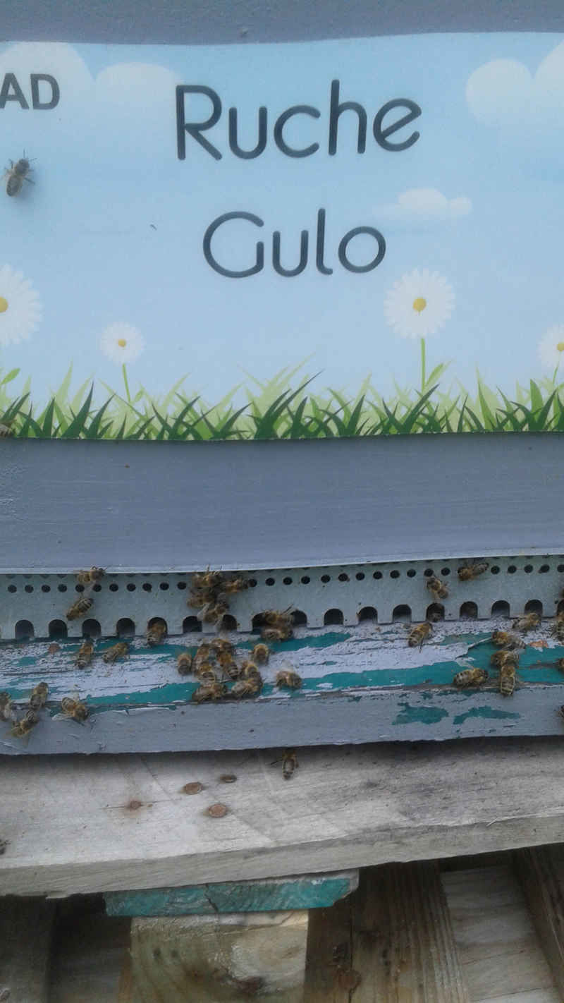 La ruche Gulo