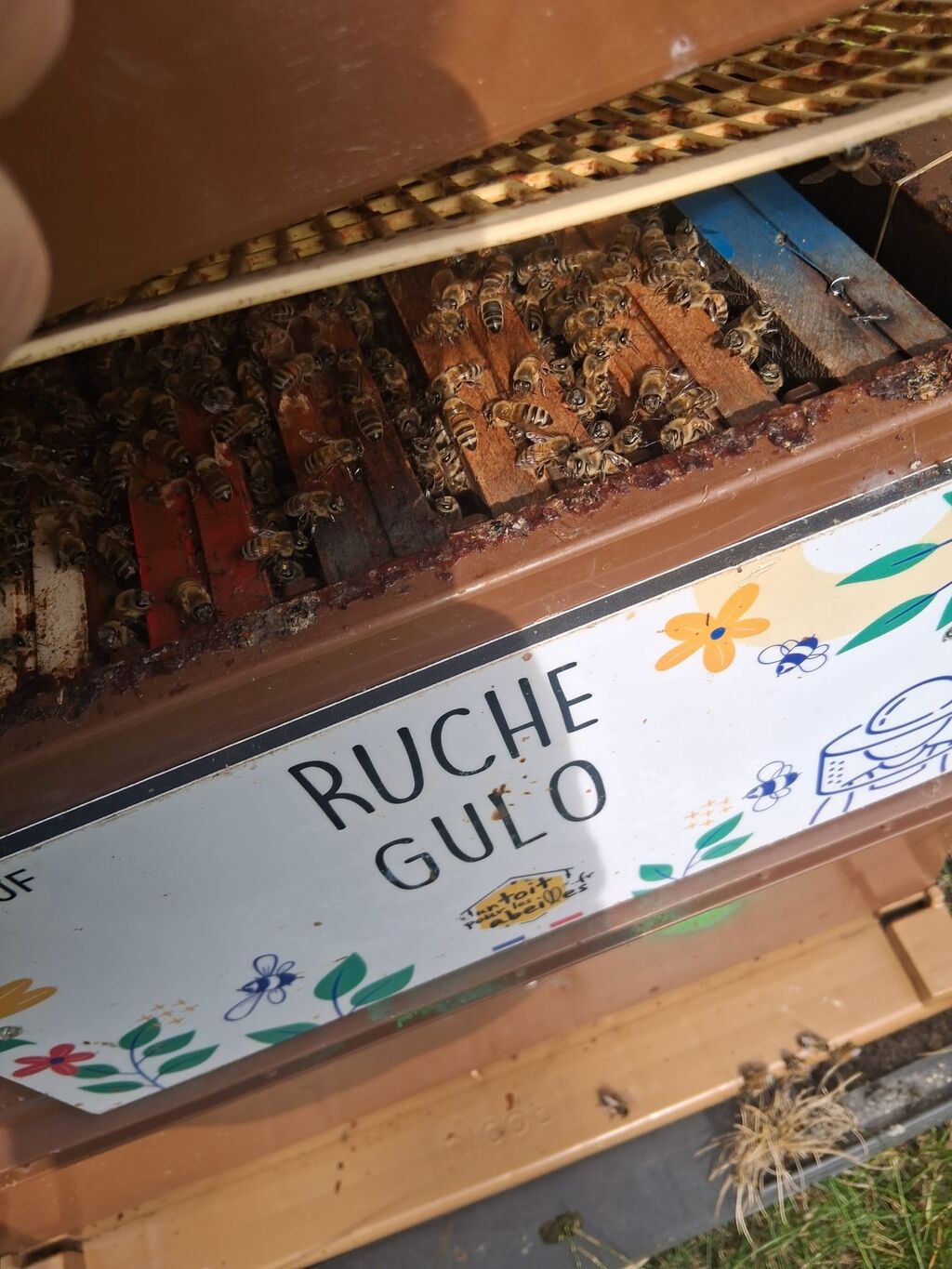 La ruche Gulo