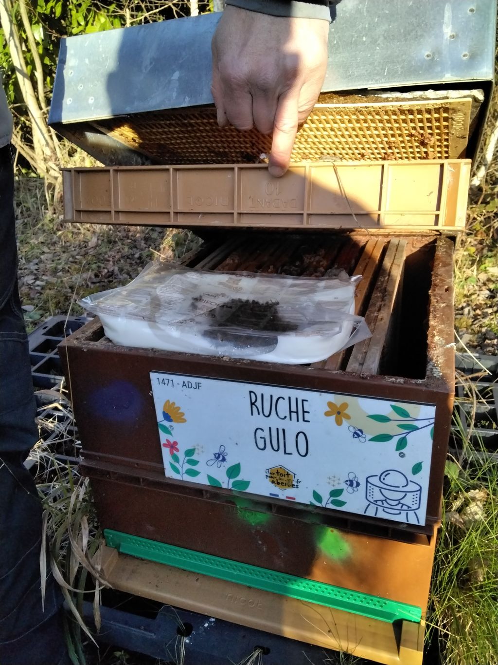 La ruche Gulo