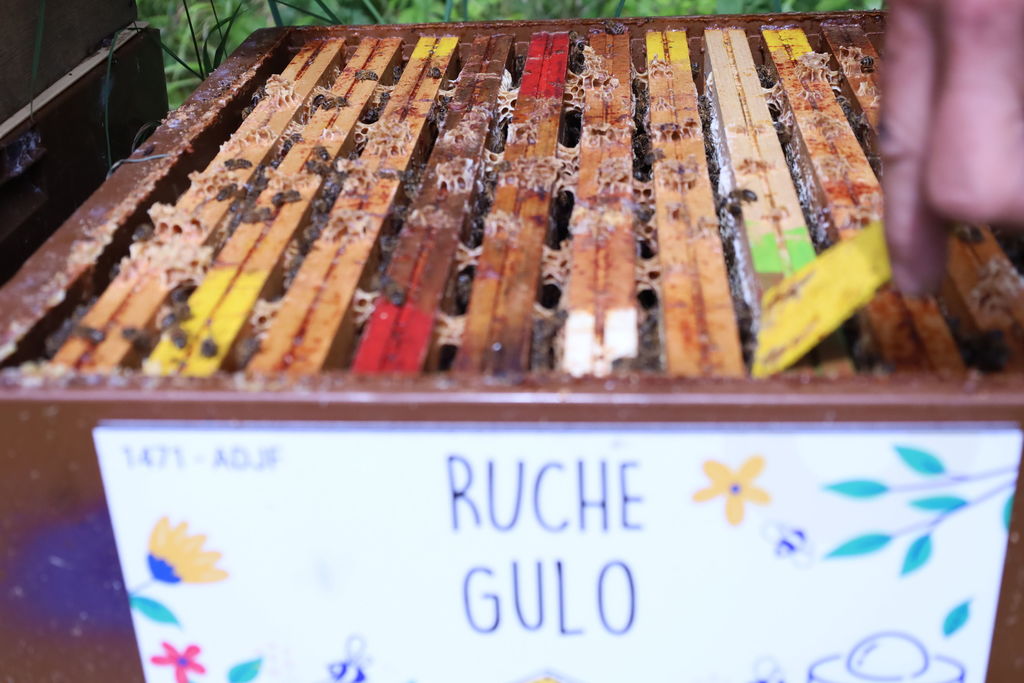 La ruche Gulo