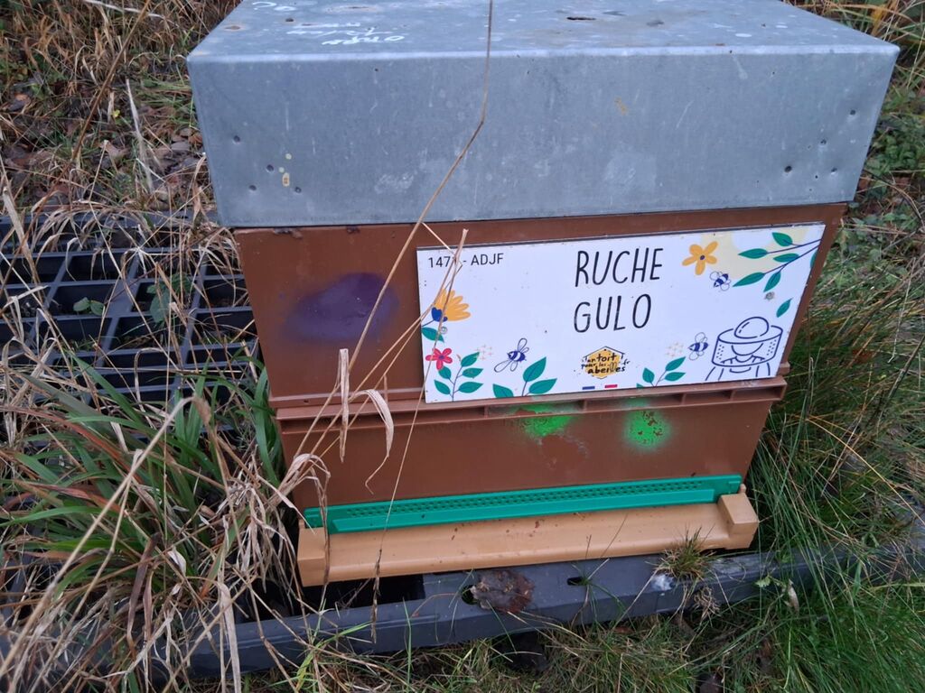 La ruche Gulo
