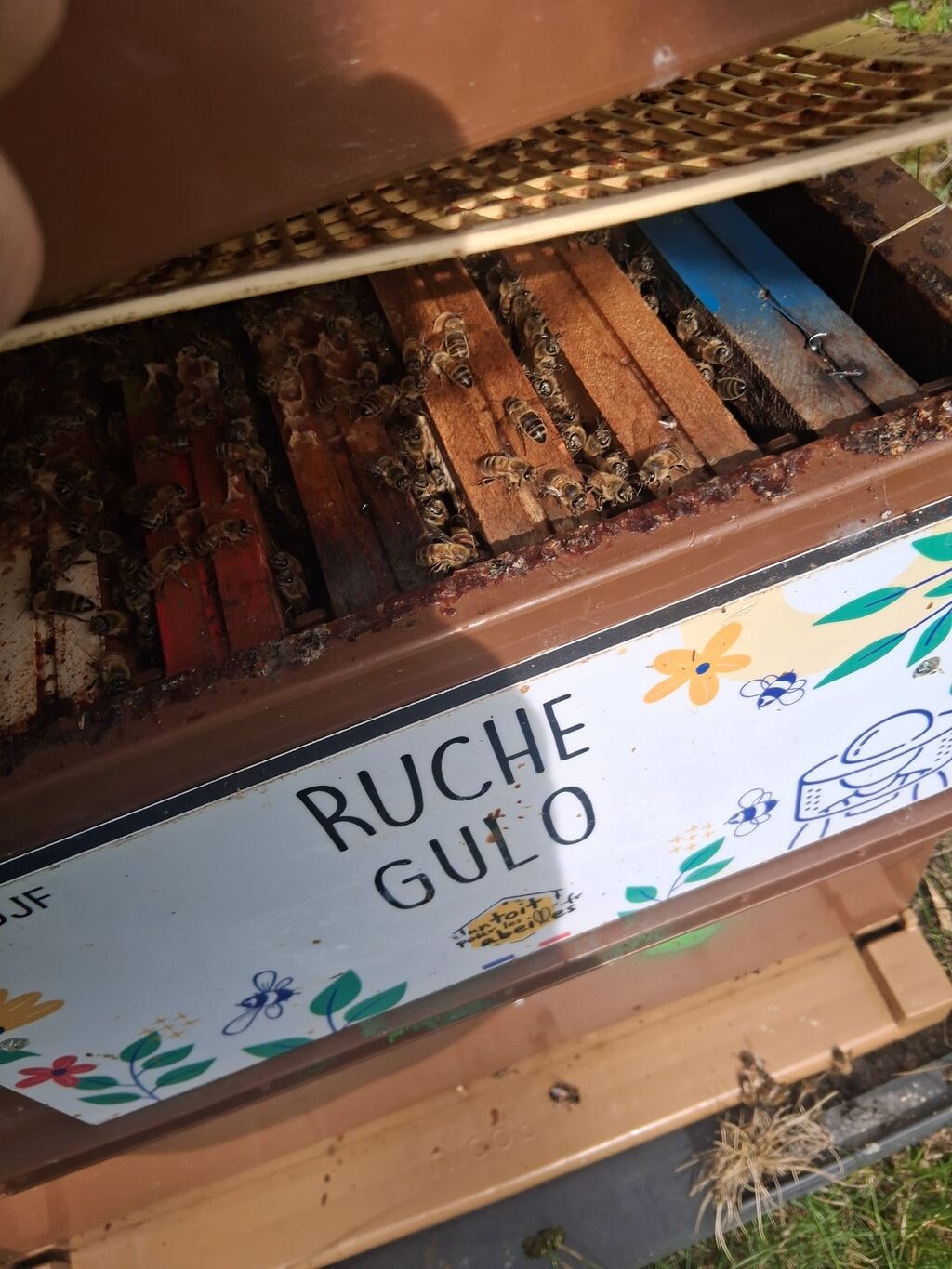 La ruche Gulo