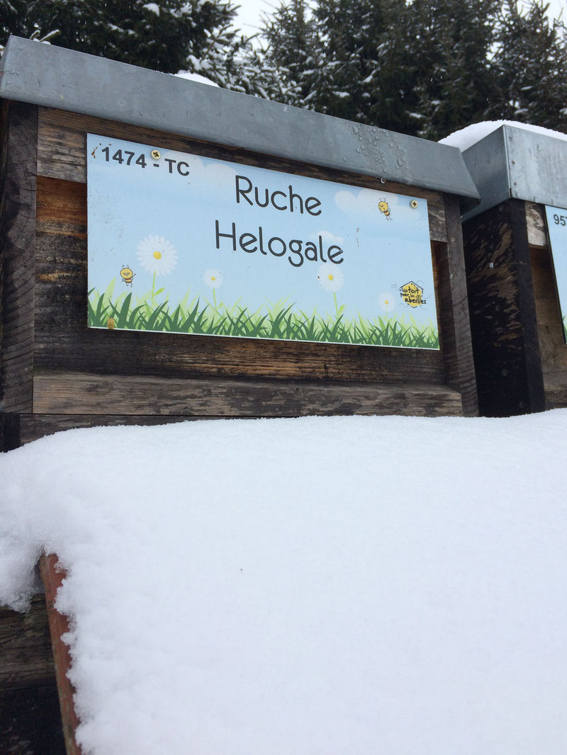 La ruche