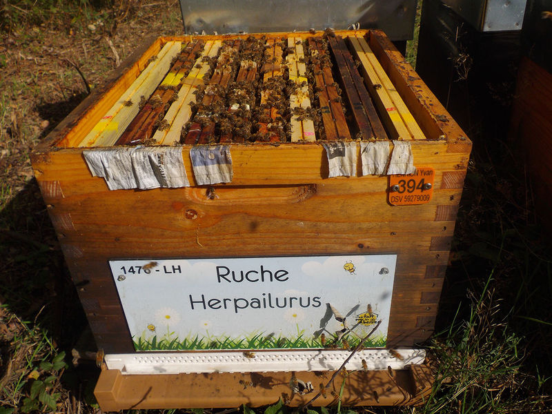 La ruche