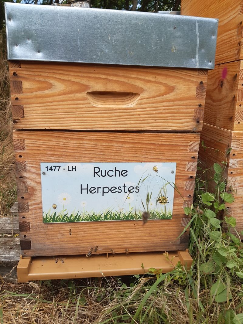 La ruche Herpestes