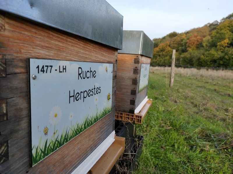 La ruche Herpestes