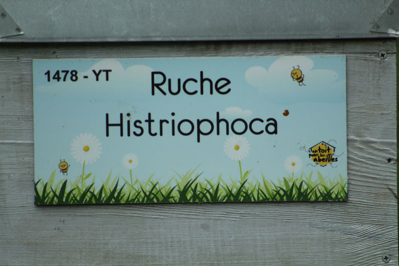 La ruche Histriophoca