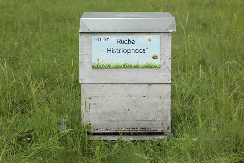 La ruche Histriophoca