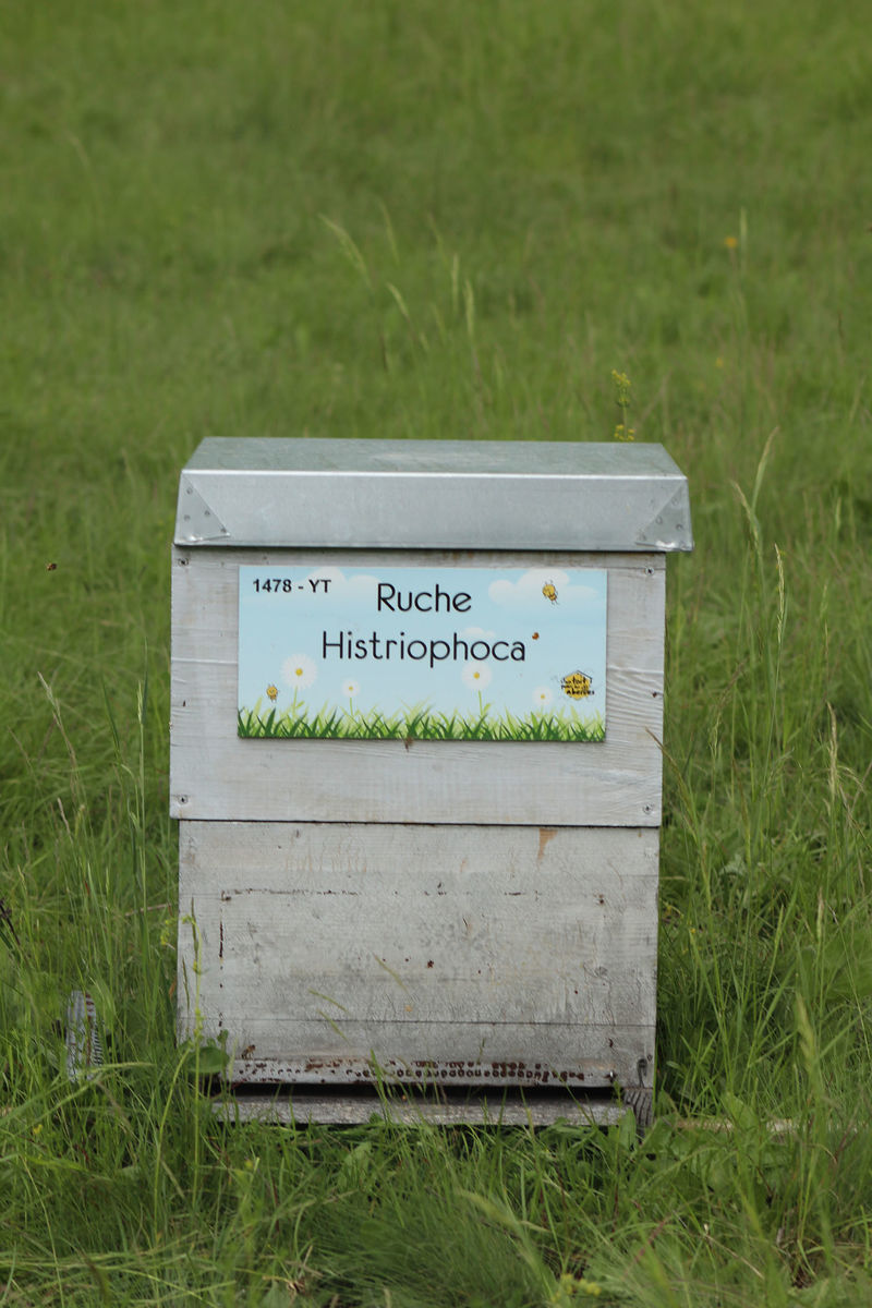 La ruche Histriophoca