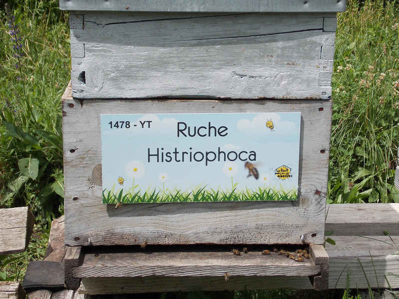 La ruche