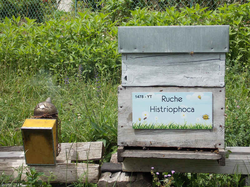 La ruche Histriophoca