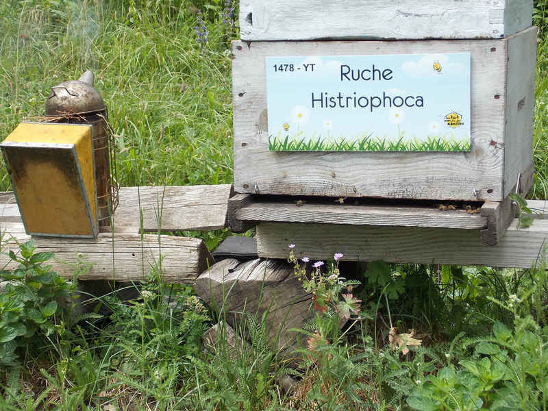 La ruche Histriophoca