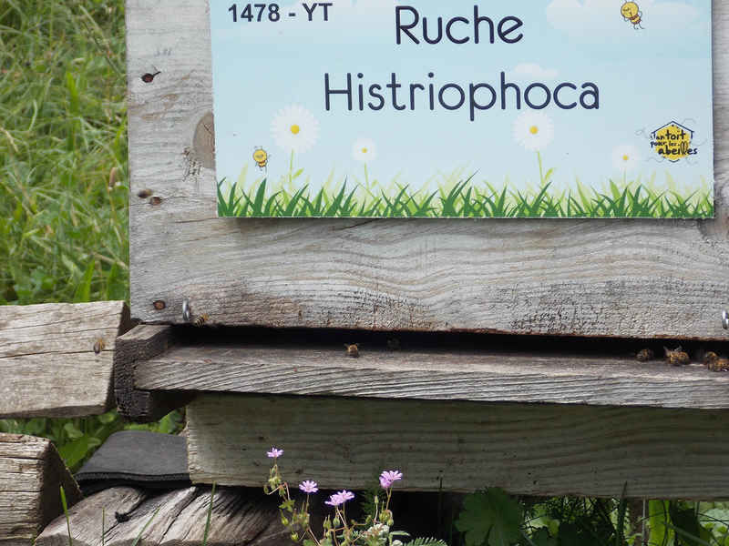 La ruche Histriophoca