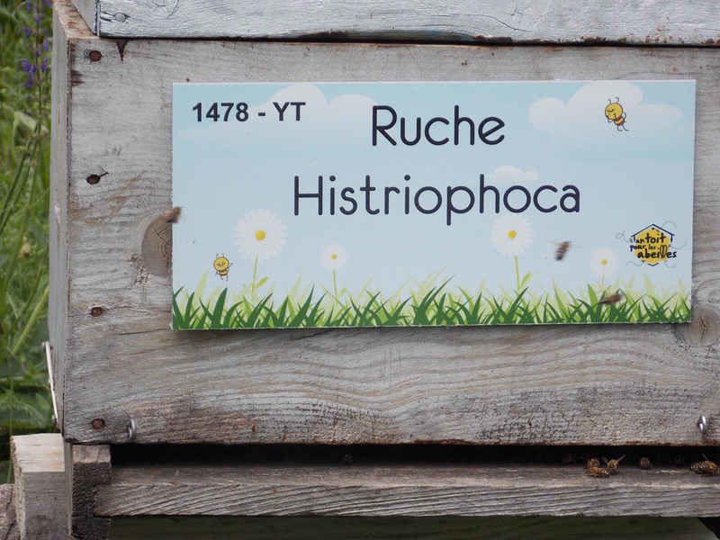 La ruche Histriophoca
