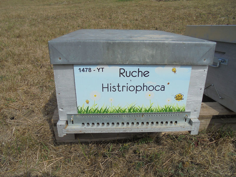 La ruche Histriophoca
