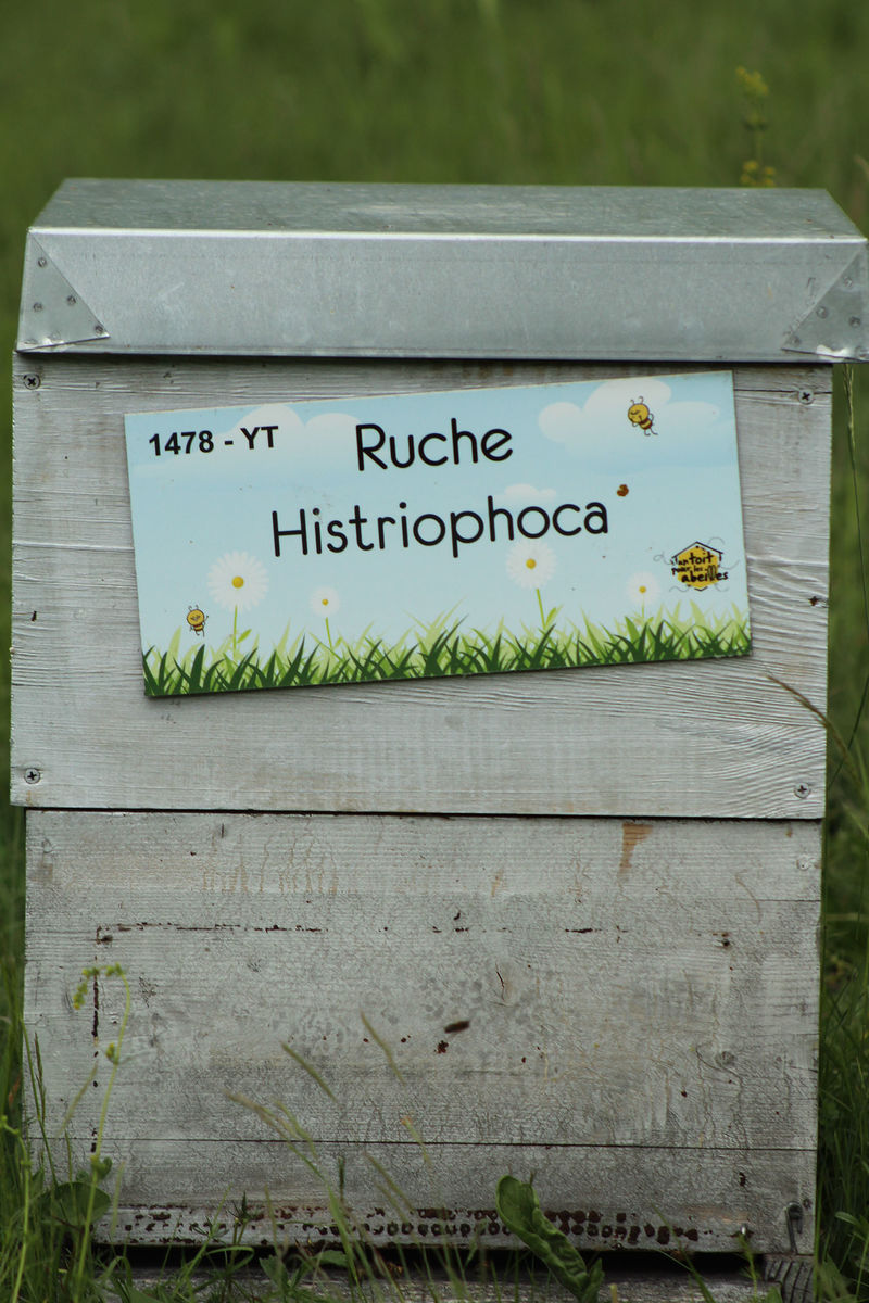 La ruche Histriophoca