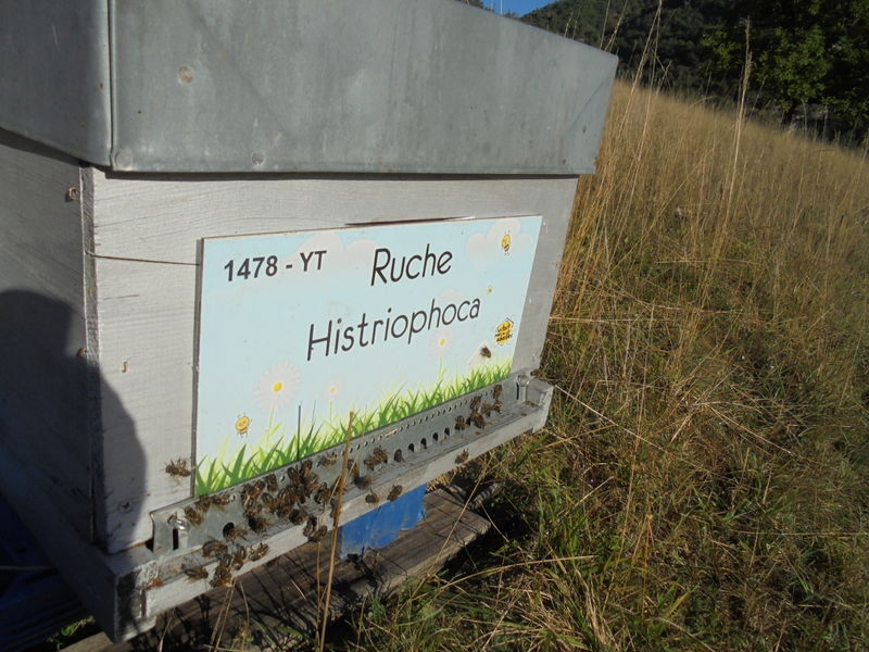 La ruche Histriophoca