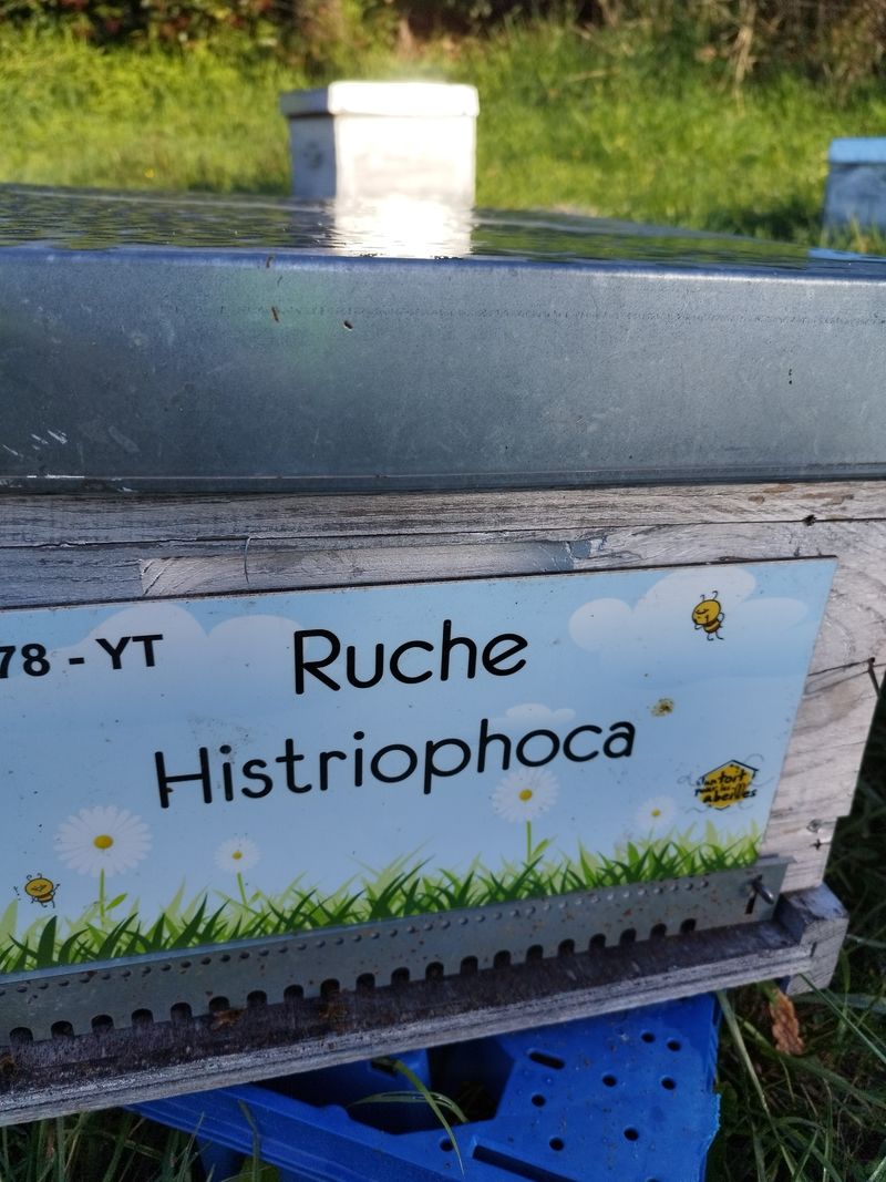 La ruche Histriophoca
