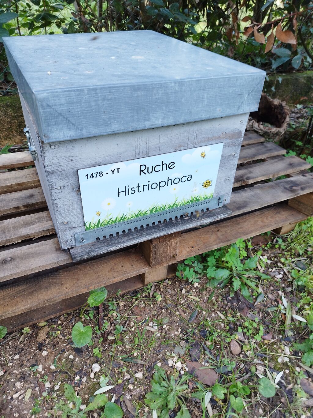 La ruche Histriophoca