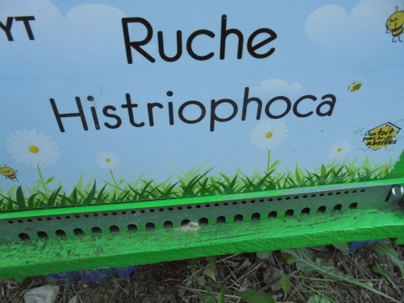 La ruche Histriophoca