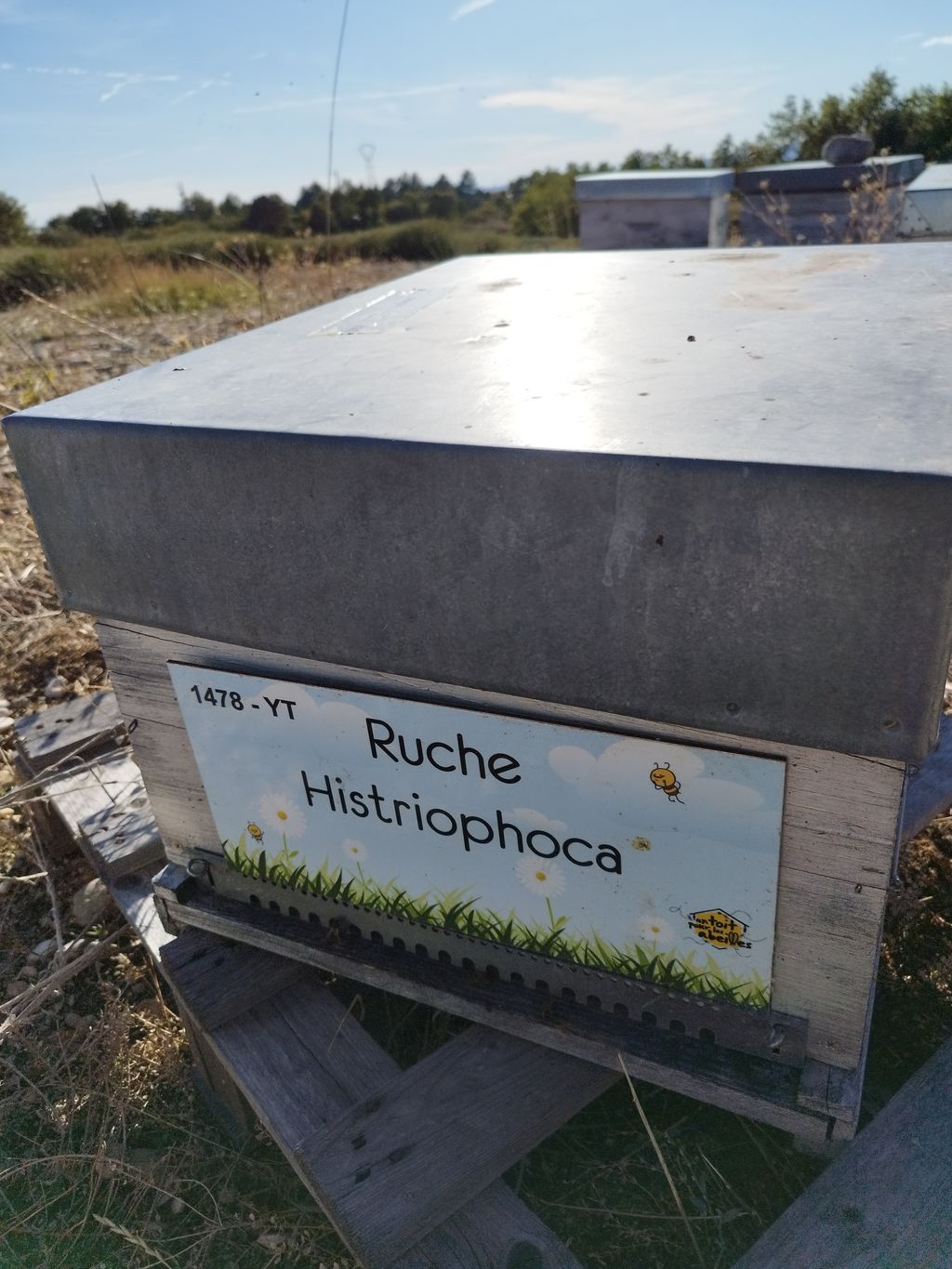 La ruche Histriophoca
