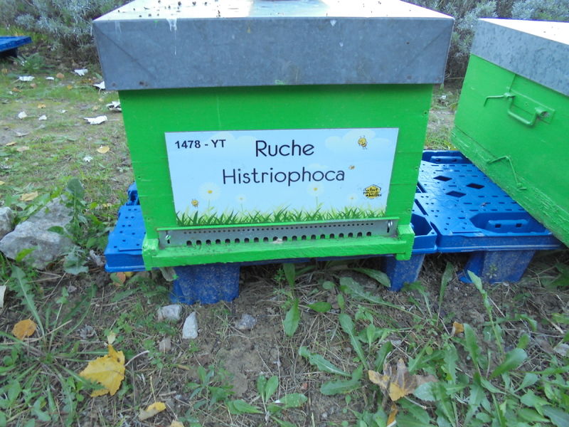 La ruche Histriophoca