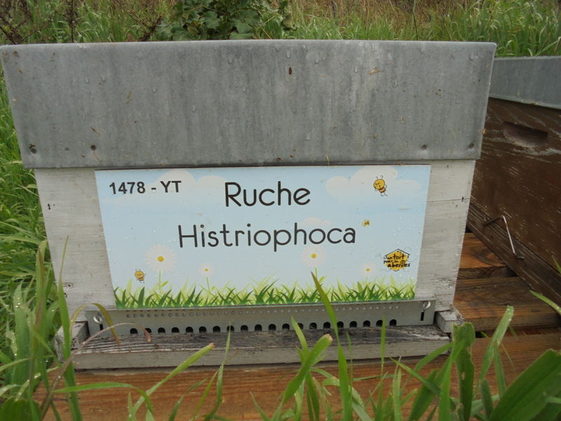 La ruche Histriophoca