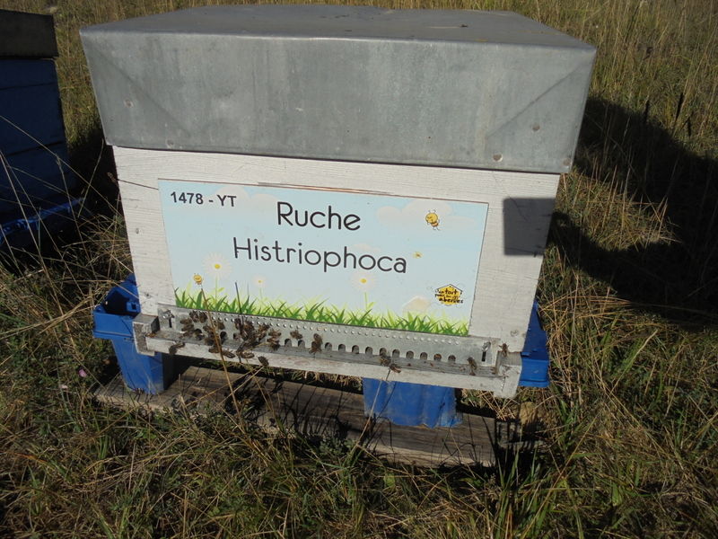 La ruche Histriophoca